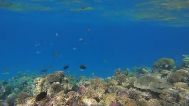Πολλά Ψάρια Κολυμπούν Ανάμεσα Κοράλλια Στην Ερυθρά Θάλασσα Την Αίγυπτο — Αρχείο Βίντεο