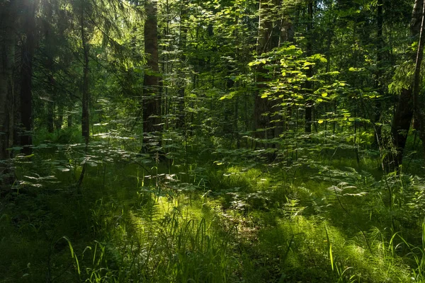 Лесной пейзаж с деревьями и солнцем — стоковое фото