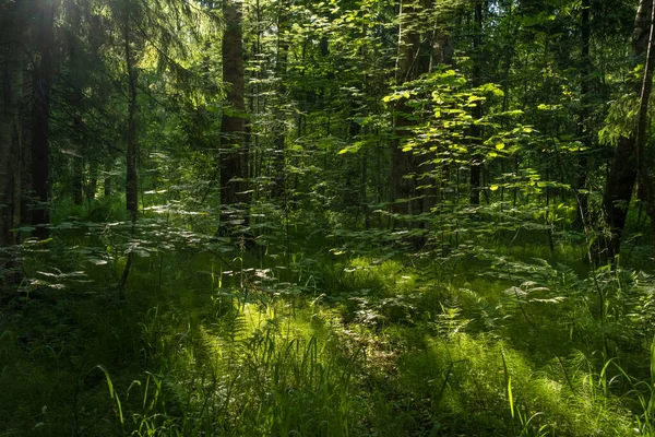 Paisagem florestal com árvores e sol — Fotografia de Stock