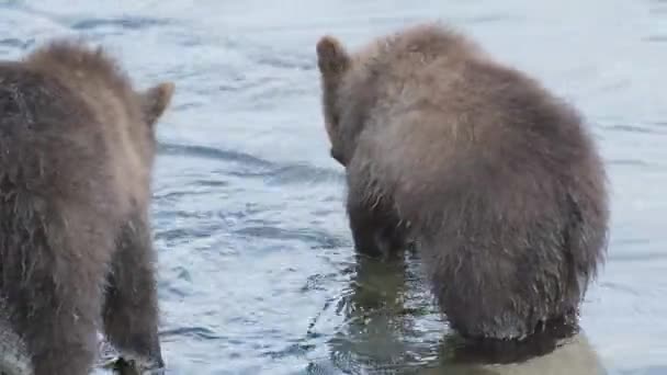 Due cuccioli di orso bruno che giocano — Video Stock