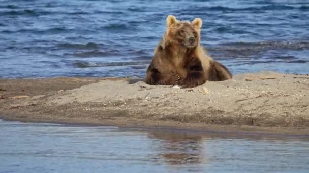 Brun björn vilar — Stockvideo