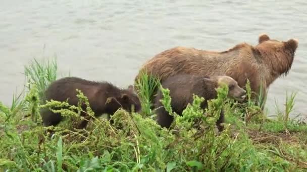 Urso pardo fêmea e seus filhotes — Vídeo de Stock