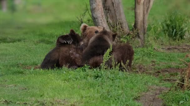 Björnmamma som utfodrar bröstmjölksungar — Stockvideo