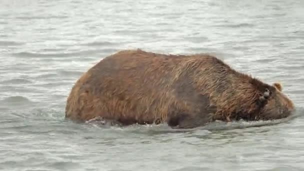 Медведь с головой под водой — стоковое видео