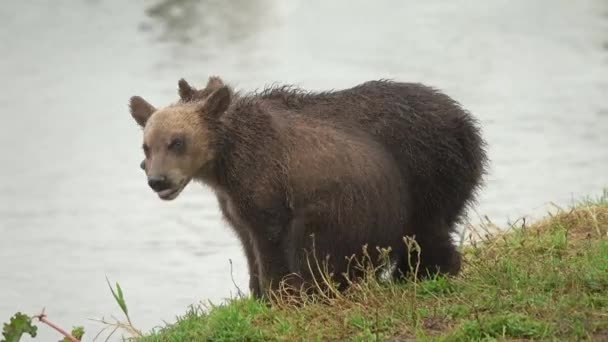 Due cuccioli di orso bruno che giocano — Video Stock