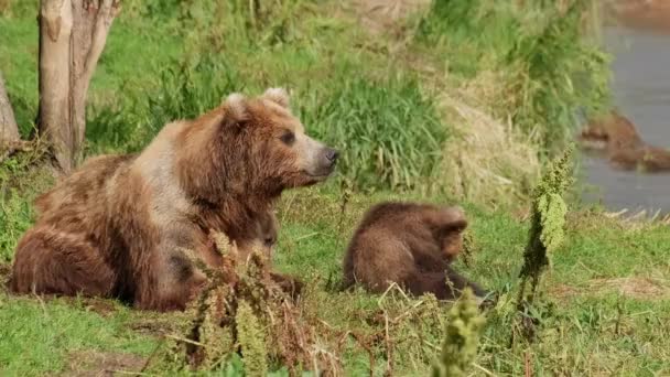 Two brown bear cubs playing — Stock Video