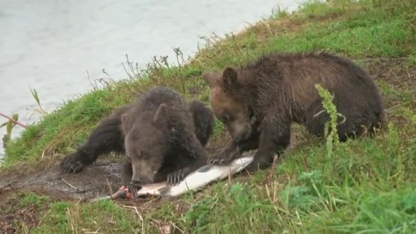 Bear cubs eating salmon — Stock Video