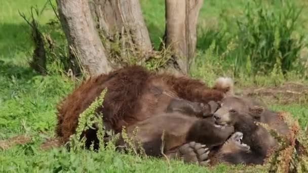 Bear mother feeding breast milk cubs — Stock Video