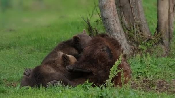 Medve anya etetés anyatejjel kölykök — Stock videók