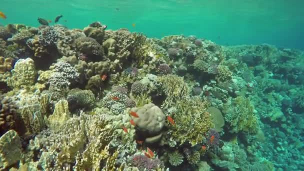 Wiele ryb pływa wśród korali w Morzu Czerwonym, Egipt — Wideo stockowe