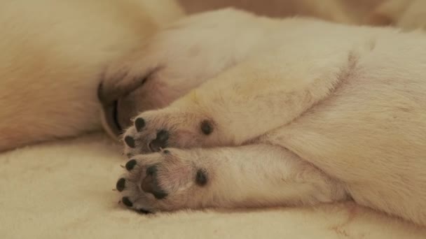 Joven labrador cachorro durmiendo — Vídeos de Stock