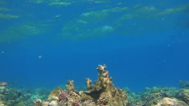 Многие рыбы плавают среди кораллов в Красном море, Египет — стоковое видео