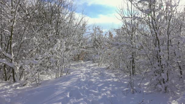 Το χιόνι λιώνει σε κλαδιά καλυμμένα με χιόνι στο δάσος — Αρχείο Βίντεο