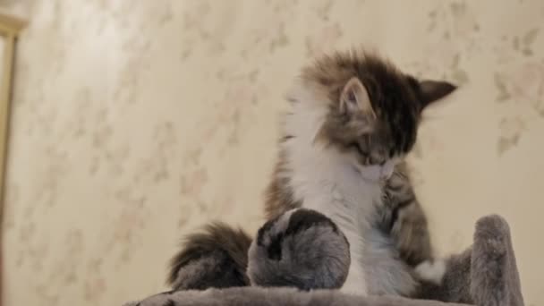 Chaton drôle sur tour pour chats — Video