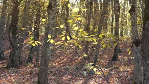 秋の森の紅葉風景 — ストック動画
