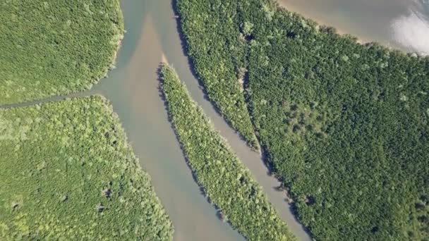 Vista aérea sobre a floresta de manguezais na Tailândia — Vídeo de Stock