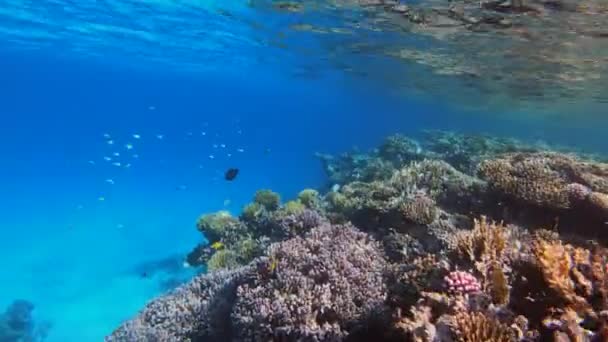 이집트 홍해의 산호 사이에서 헤엄치는 많은 물고기들 — 비디오
