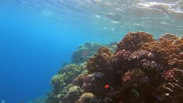 Många fiskar simmar bland koraller i Röda havet, Egypten — Stockvideo