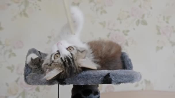 Vicces cica játszik a toronyban macskáknak — Stock videók
