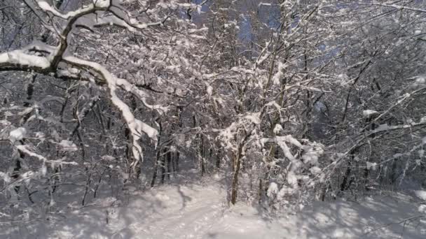 Piękny śnieg zimowy las, slider dolly shot — Wideo stockowe