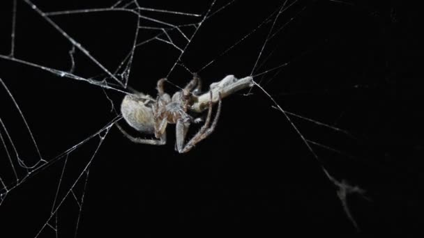 Aranha comendo presas à noite — Vídeo de Stock