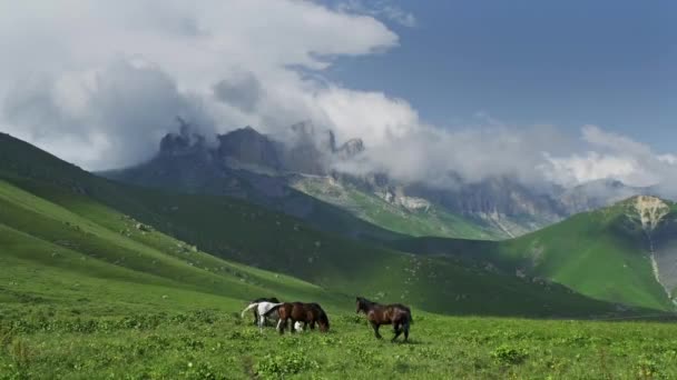 Troupeau de chevaux broutant dans les montagnes — Video