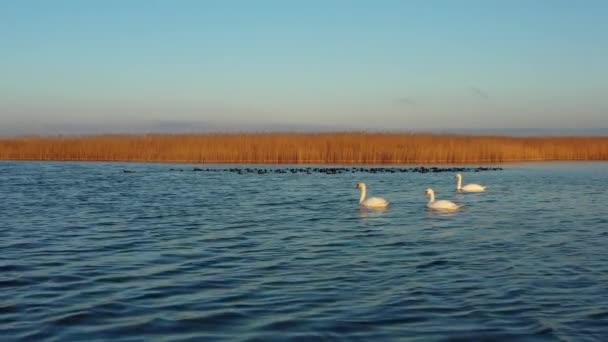 Белые лебеди плавают на озере — стоковое видео