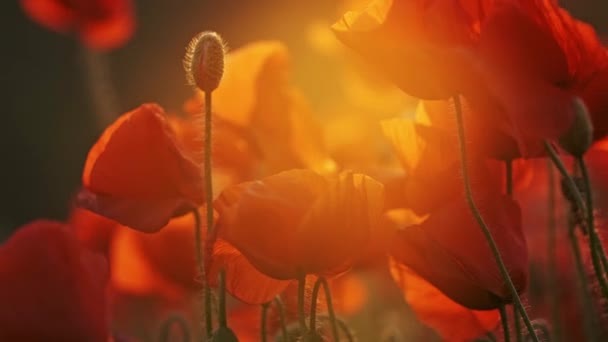 Açan kırmızı gelincik çiçekleri — Stok video