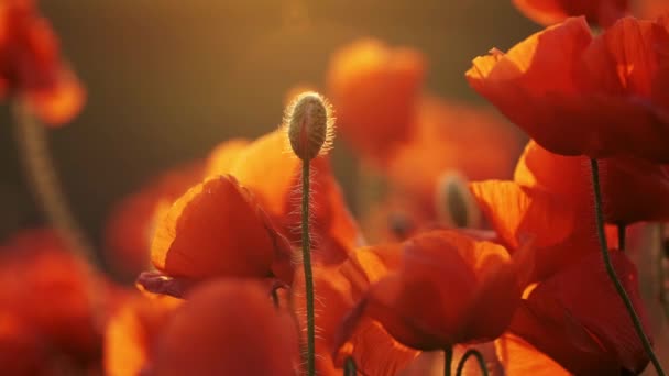 꽃피는 붉은 양귀비 꽃 — 비디오