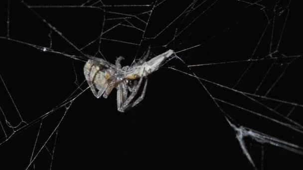 Spider comer presa en la noche — Vídeos de Stock