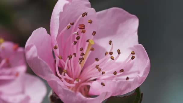 Kwiaty brzoskwiń wiosną — Wideo stockowe