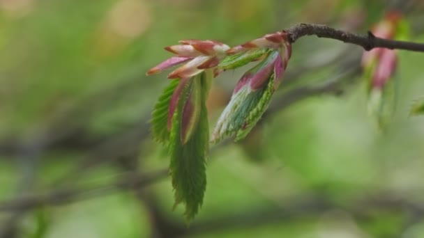 Giovani foglie verdi di ramoscello — Video Stock