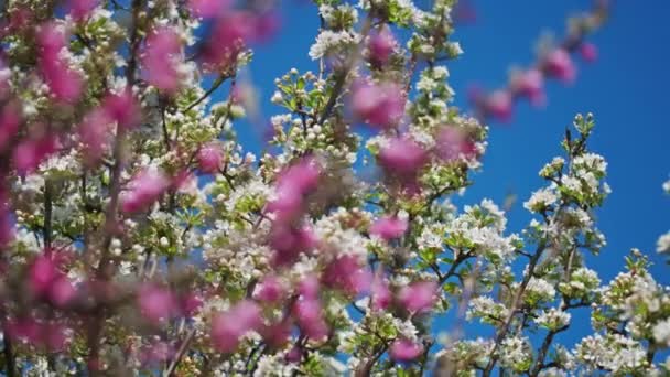 Persiko- och päronträdblommor på våren — Stockvideo
