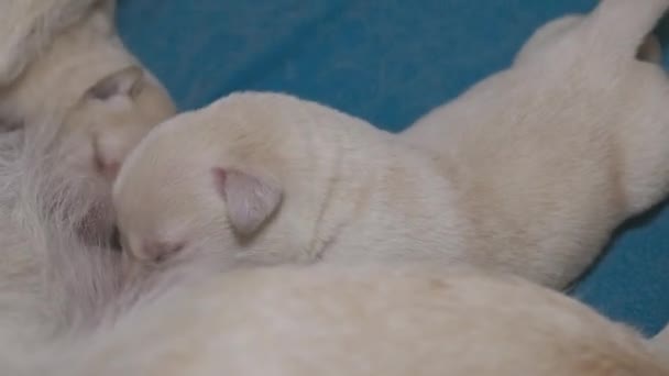 Labrador yeni doğan yavruları emziriyor. — Stok video