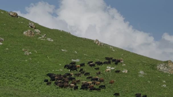 Paysage de montagne avec vaches — Video