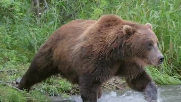 Μεγάλη καφέ αρκούδα στο ποτάμι — Αρχείο Βίντεο