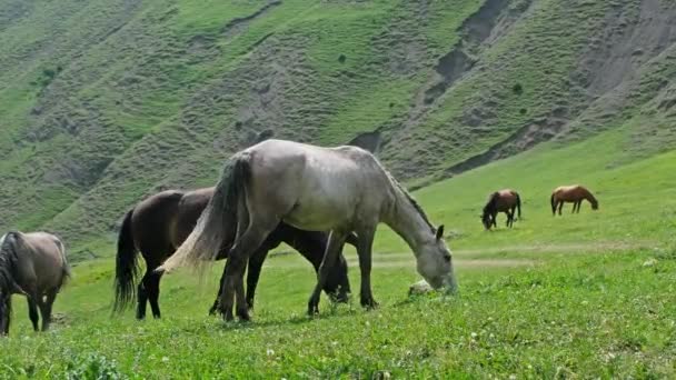 Herd of horses grazing in mountains — Stock Video