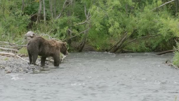 Großer Braunbär im Fluss — Stockvideo