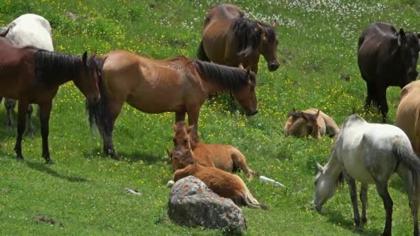 Stádo koní s hříbaty v horách — Stock video