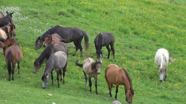 Dağda otlayan atlar sürüsü — Stok video