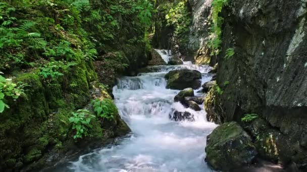 Rio da montanha no cânion — Vídeo de Stock