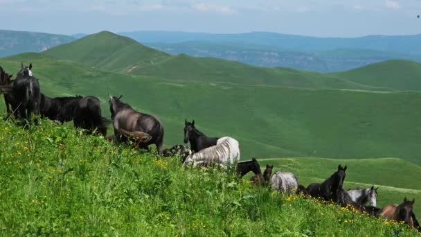 Troupeau de chevaux broutant dans les montagnes — Video