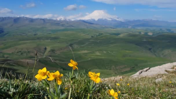 Monte Elbrus y flores montañas — Vídeos de Stock