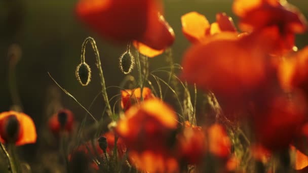 꽃피는 붉은 양귀비 꽃 — 비디오