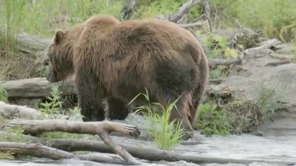 Nagy barna medve a folyóban — Stock videók