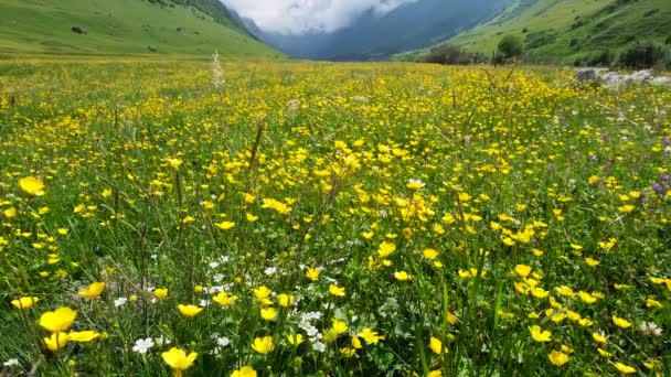 Pradera de flores silvestres y montañas — Vídeos de Stock