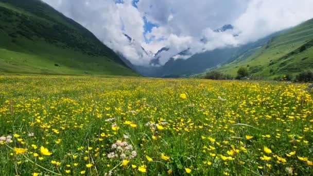 Pradera de flores silvestres y montañas — Vídeos de Stock