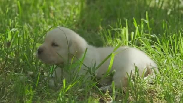 Лабрадор щенок в зеленой траве — стоковое видео