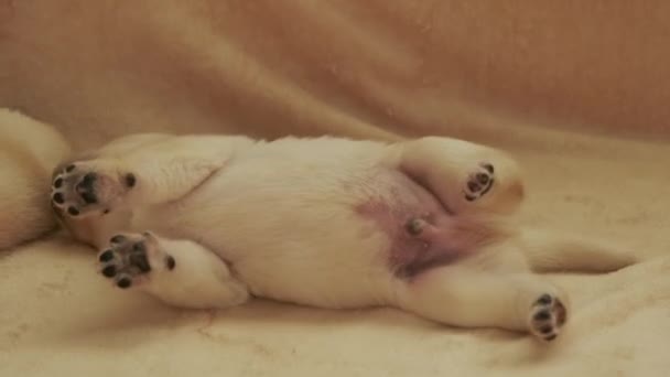 Молодой щенок лабрадор спит — стоковое видео