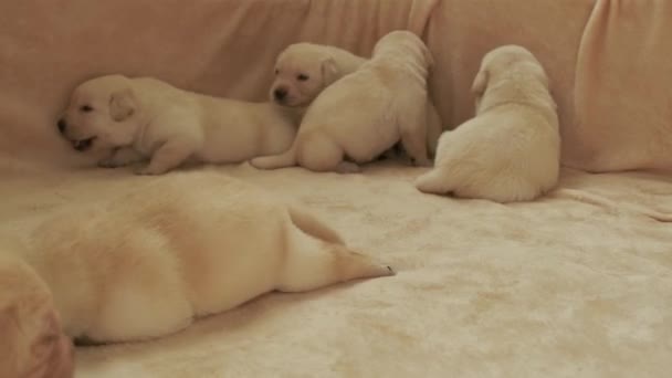 Joven labrador amarillo cachorros — Vídeos de Stock
